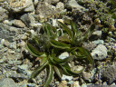 crepis rhaetica - extremely rare in austria. 2011-07-04 01:43:30, DSC-F828. keywords: crepis jacquinii, rätischer pippau, crépide rhétique, radicchiella retica