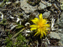 handel'scher löwenzahn (taraxacum handelii), einer der botanischen höhepunkte der wanderung || foto details: 2011-07-04 03:08:40, piz val gronda, fimbatal, austria, DSC-F828.