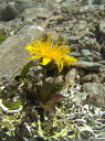 handel'scher löwenzahn (taraxacum handelii), einer der botanischen höhepunkte der wanderung || foto details: 2011-07-04 03:09:13, piz val gronda, fimbatal, austria, DSC-F828.