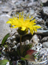 taraxacum handelii, one of the botanical highlights of our tour