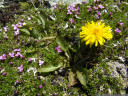handel'scher löwenzahn (taraxacum handelii), einer der botanischen höhepunkte der wanderung || foto details: 2011-07-04 03:20:10, piz val gronda, fimbatal, austria, DSC-F828.