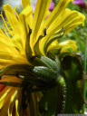 handel'scher löwenzahn (taraxacum handelii), einer der botanischen höhepunkte der wanderung || foto details: 2011-07-04 03:24:05, piz val gronda, fimbatal, austria, PENTAX Optio W60.