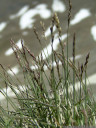 blaues rispengras (poa glauca), eine sehr seltene art || foto details: 2011-07-04 03:32:01, piz val gronda, fimbatal, austria, DSC-F828. keywords: white bluegrass