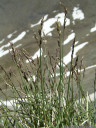 blaues rispengras (poa glauca), eine sehr seltene art || foto details: 2011-07-04 03:32:54, piz val gronda, fimbatal, austria, DSC-F828. keywords: white bluegrass