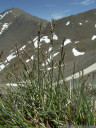 blaues rispengras (poa glauca), eine sehr seltene art || foto details: 2011-07-04 03:33:13, piz val gronda, fimbatal, austria, DSC-F828. keywords: white bluegrass