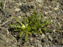 taraxacum pacheri, another extremely rare species in austria. 2011-07-04 03:35:37, DSC-F828.