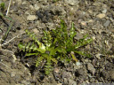 taraxacum pacheri, another extremely rare species in austria