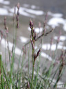 blaues rispengras (poa glauca), eine sehr seltene art || foto details: 2011-07-04 03:36:57, piz val gronda, fimbatal, austria, PENTAX Optio W60. keywords: white bluegrass