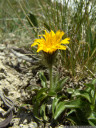 crepis rhaetica - extremely rare in austria. 2011-07-04 04:00:04, DSC-F828. keywords: crepis jacquinii, rätischer pippau, crépide rhétique, radicchiella retica