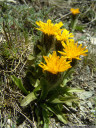 crepis rhaetica - extremely rare in austria