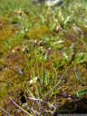 three-flowered rush (juncus triglumis)