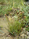 three-flowered rush (juncus triglumis)