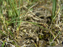 zweiifarbige segge (carex bicolor) || foto details: 2011-07-04 05:37:18, fimbatal, austria, DSC-F828.