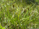 kleine grannen-segge (carex microglochin), extrem selten in österreich || foto details: 2011-07-04 05:40:10, fimbatal, austria, DSC-F828.