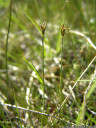 kleine grannen-segge (carex microglochin), extrem selten in österreich || foto details: 2011-07-04 05:40:38, fimbatal, austria, DSC-F828.