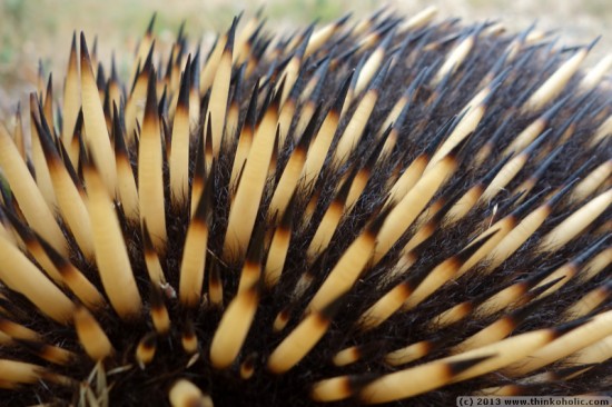 short-beaked echidna (tachyglossus aculeatus) - spines and fur