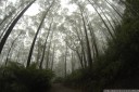 cool temperate rainforest, mount oberon, wilson's promontory national park