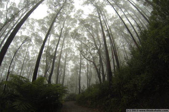 cool temperate rainforest, mount oberon, wilsons promontory national park