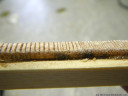 wood core sample after increasing contrast: early- and late wood are more distinguished. (european larch, larix decidua)