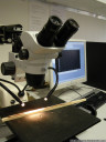 wood core sample analysis setup: dissecting microscope and computer-interfaced measuring table (µm)