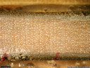 scottish maple (acer pseudoplatanus) - year rings and wood anatomy. 2008-11-17 02:56:26, PENTAX Optio W60.