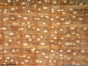 scottish maple (acer pseudoplatanus) - year rings and wood anatomy