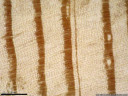 lärche (larix decidua) - jahrringe und holzanatomie (inkl. zwei harzkanälen im spätholz-bereich ganz rechts) || foto details: 2008-11-17 11:34:35, innsbruck, austria, PENTAX Optio W60.