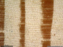 european larch (larix decidua) - earlywood (light, big cell lumens) and latewood (brown, small lumens). 2008-11-17 12:23:37, PENTAX Optio W60.