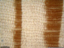 european larch (larix decidua) - earlywood (light, big cell lumens) and latewood (brown, small lumens). 2008-11-17 12:22:37, PENTAX Optio W60.