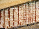 european larch (larix decidua) - wood core sample shows a region of drought (around 1945; thin year rings, sometimes consisting of only a few cell rows)