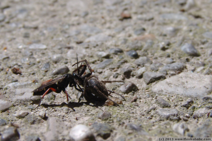 a spider wasp (pompilidae) carrying its paralysed spider prey