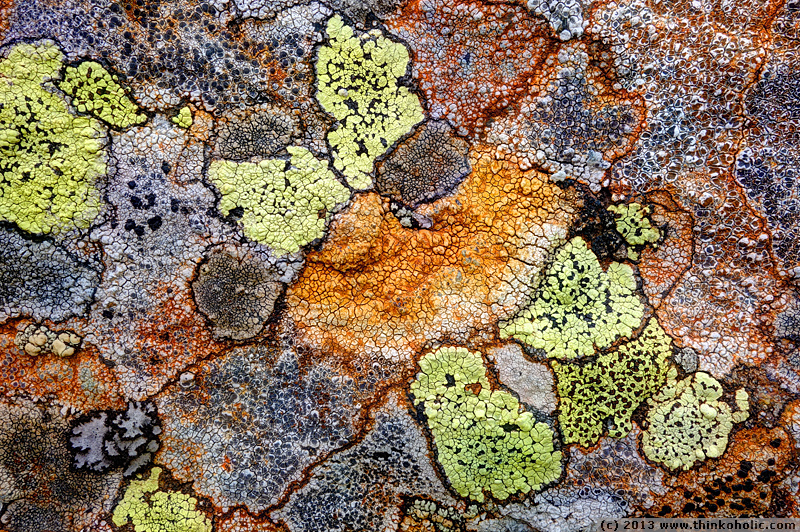 lichen sramble - crustose lichens on a rock. species include rhizocarpon geographicum (yellow with black fruiting bodies), umbilicaria cylindrica (bottom left, grey with black fringe), lecidea lithophila (bottom right), and presumably lecanora spp., fuscidea spp.and lecidella spp.