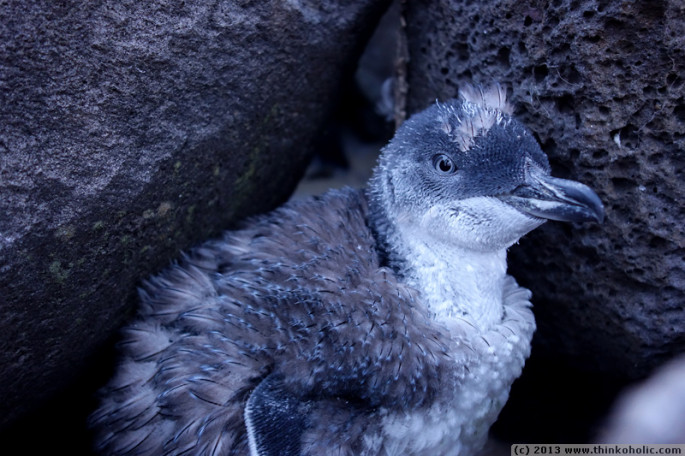 little blue penguin fledgling (eudyptula minor), in the middle of its first moult