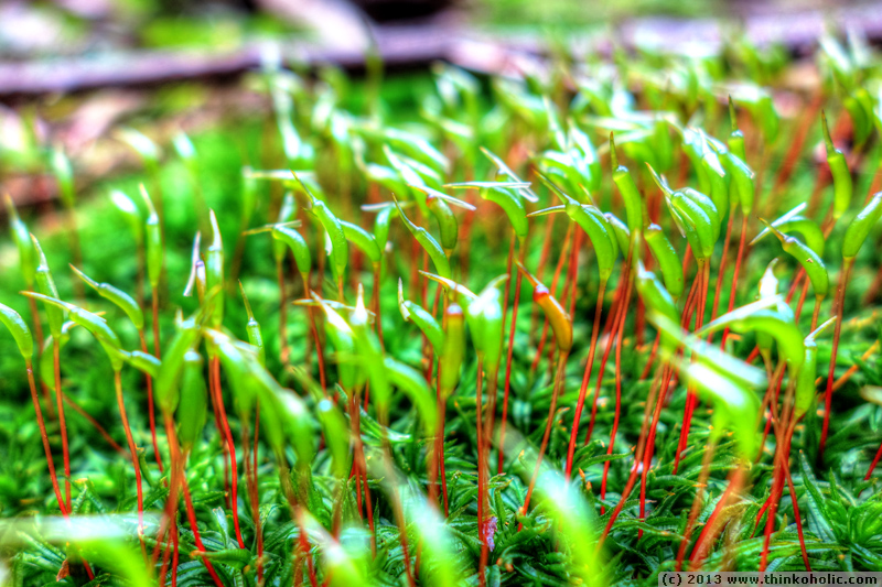 common smoothcap moss (atrichum undulatum)