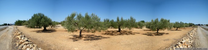 panorama: olive orchard