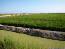 rice fields, near xilxes