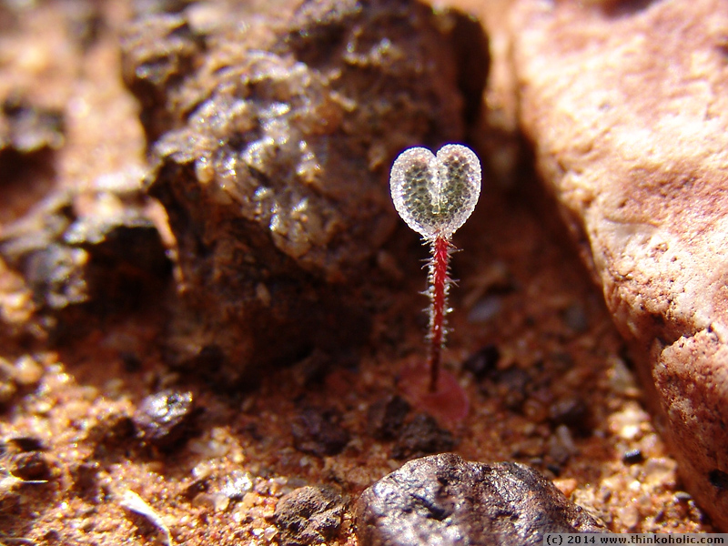 a tiny stone plant seedling (aizoaceae) that is covered in epidermal bladder cells.