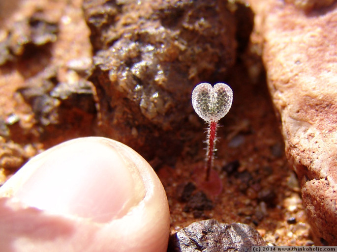 a tiny stone plant seedling (aizoaceae) that is covered in epidermal bladder cells. index finger tip (1.5 cm wide) for scale.