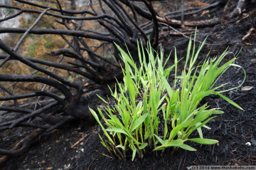 absam forest fire: fresh grass is sprouting at latschenegg