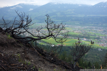 absam forest fire: charred landscape at latschenegg