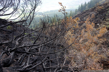 absam forest fire: charred landscape at latschenegg