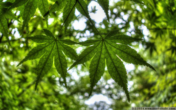 japanese maple (acer palmatum) leaves in the trauttmannsdorff castle gardens, hdr photo