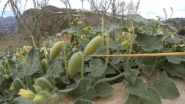 squirting cucumbers in action [slow motion video]
