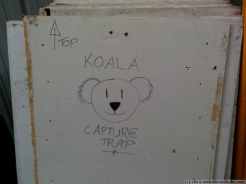 koala capture traps