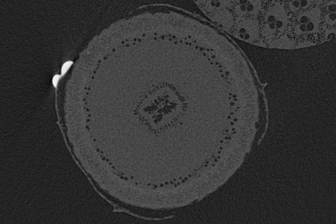 MicroCT cross section of a Eucalyptus stem.