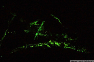 bioluminescent fungi at cape tribulation, daintree rainforest
