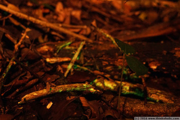 bioluminescent fungi at cape tribulation, daintree rainforest