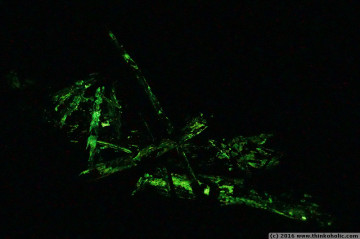 bioluminescent fungi at cape tribulation, daintree rainforest
