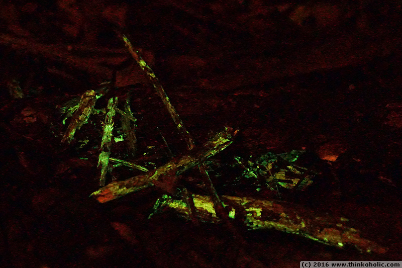 bioluminescent fungi at cape tribulation, daintree rainforest