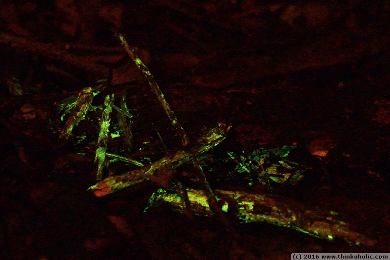 Bioluminescent fungi glowing on tree trunk in rainforest - Stock Image -  C040/8632 - Science Photo Library